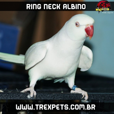 Comprar RingNeck Branco Albino