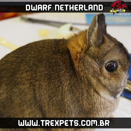 venda de mini coelho dwarf netherland