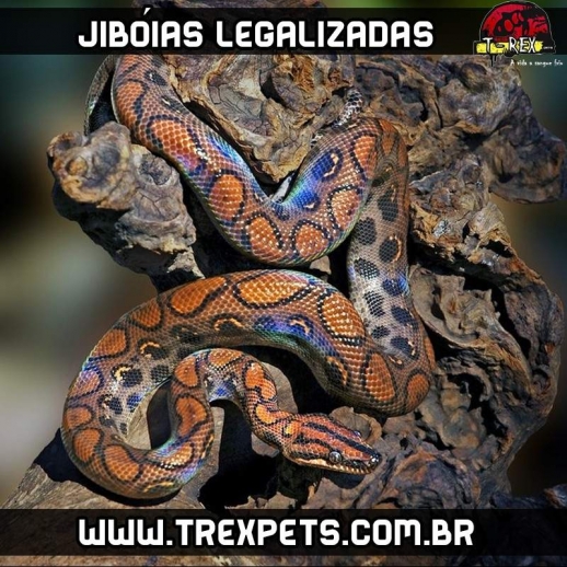 Comprar Jiboia Arco-Iris Legalizada