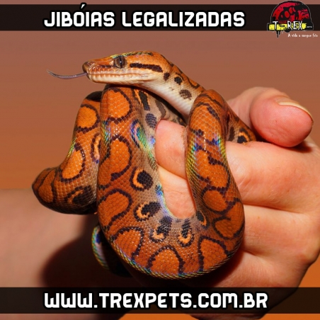 Comprar Jiboia Legalizada