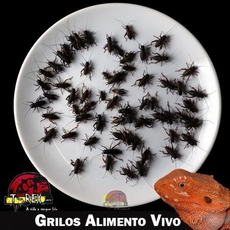 Comprar Grilos Alimento Vivo