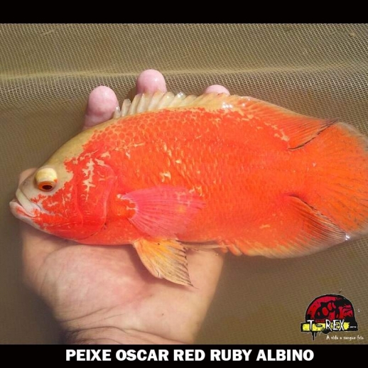 Comprar Oscar Red Ruby Albino