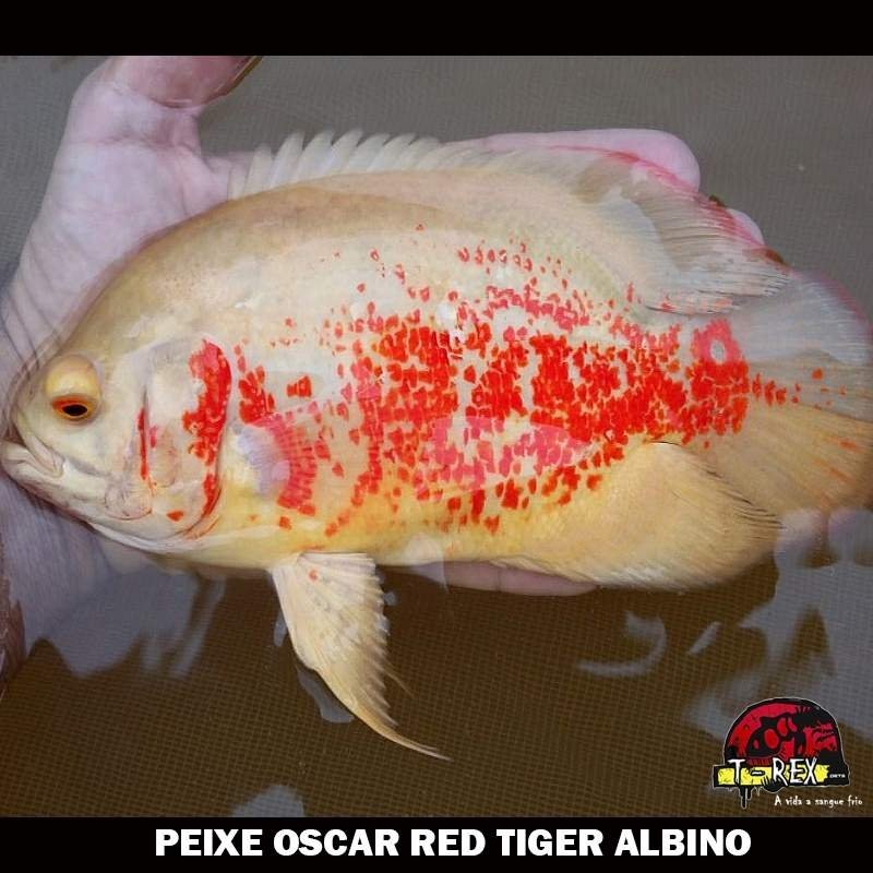 Comprar Peixe Oscar Red Tiger Albino