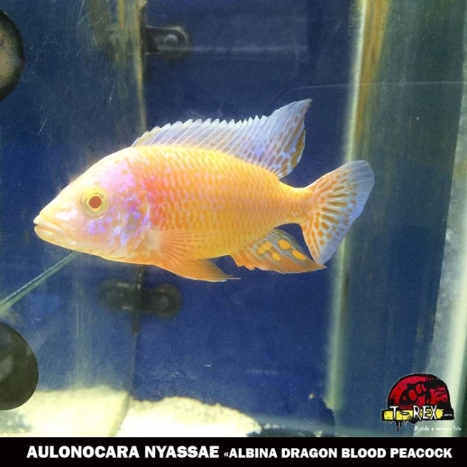 AULONOCARA ALBINA DRAGON BLOOD PEACOCK comprar