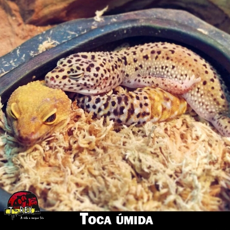 Toca para Leopard Gecko