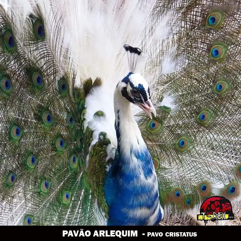 comprar Pavão Arlequim ovos galados