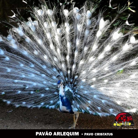 pavão arlequim filhotes ovos paraná