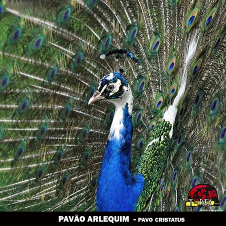 comprar pavão arlequim londrina maringa curitiba