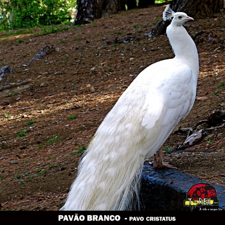 venda filhote pavao maringa curitiba