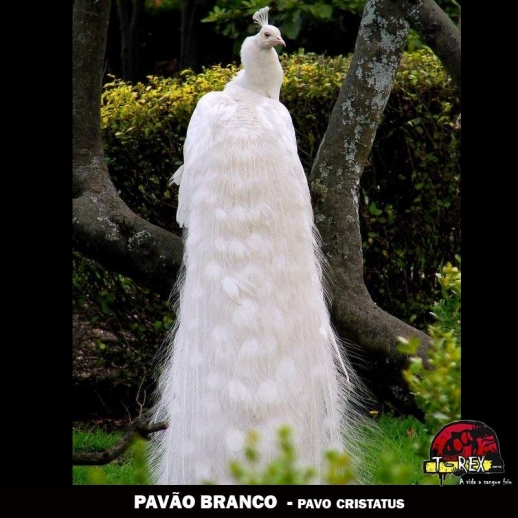 venda de ovos pavao branco