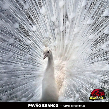 comprar pavão branco