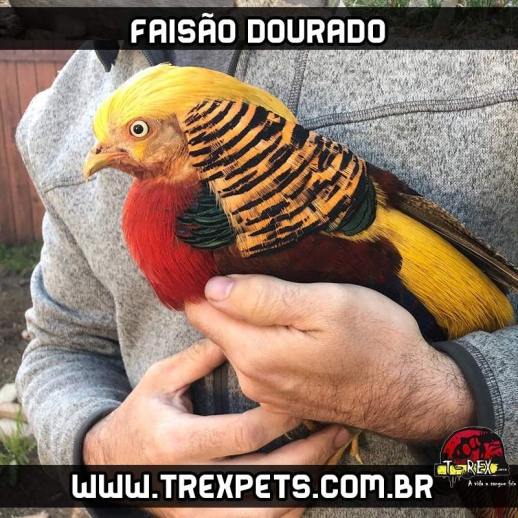 ovos galados de faisão dourado