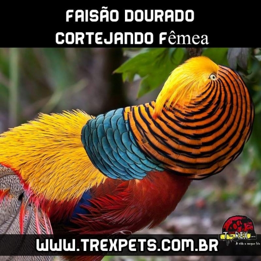 comprar faisão dourado londrina