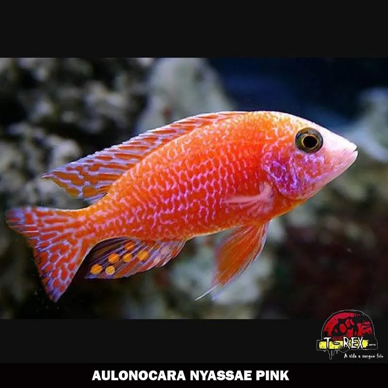 AULONOCARA NYASSAE PINK ciclideo comprar