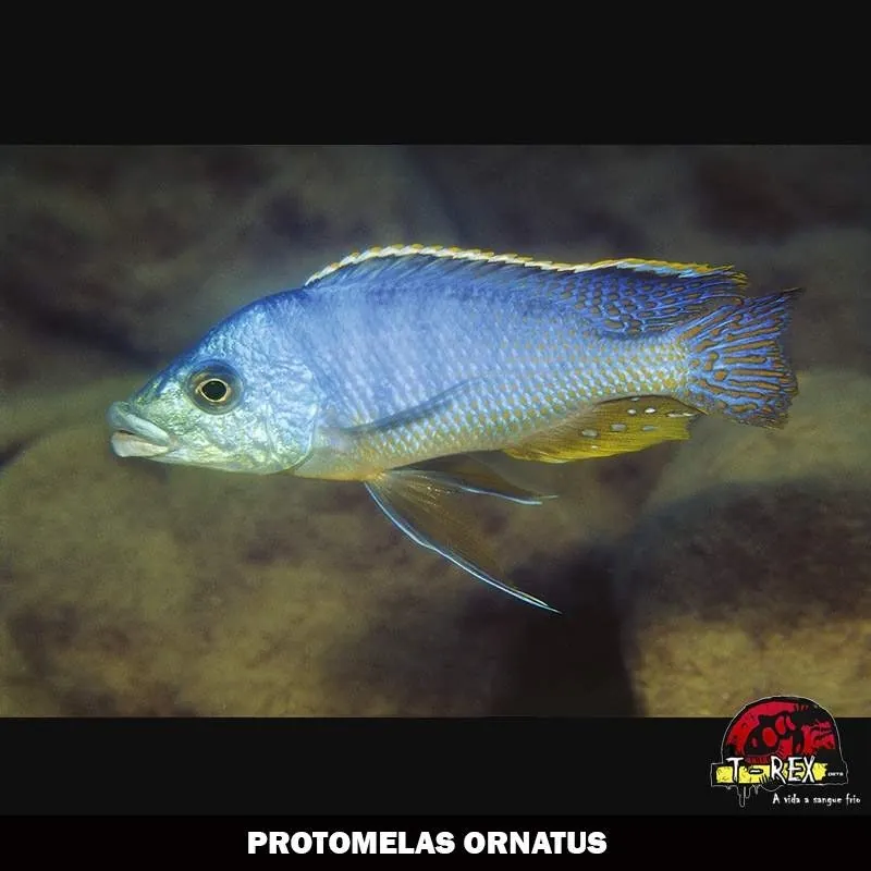 PROTOMELAS ORNATUS venda de ciclideos africanos