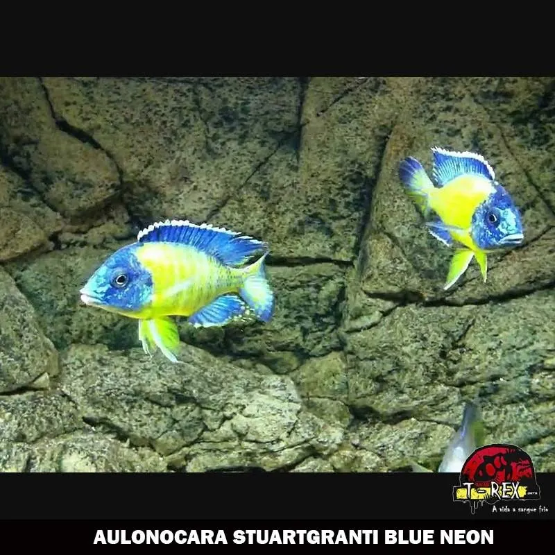 AULONOCARA STUARTGRANTI BLUE NEON comprar ciclideos