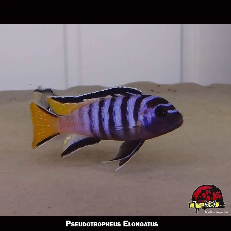 Pseudotropheus Elongatus ciclideo africano