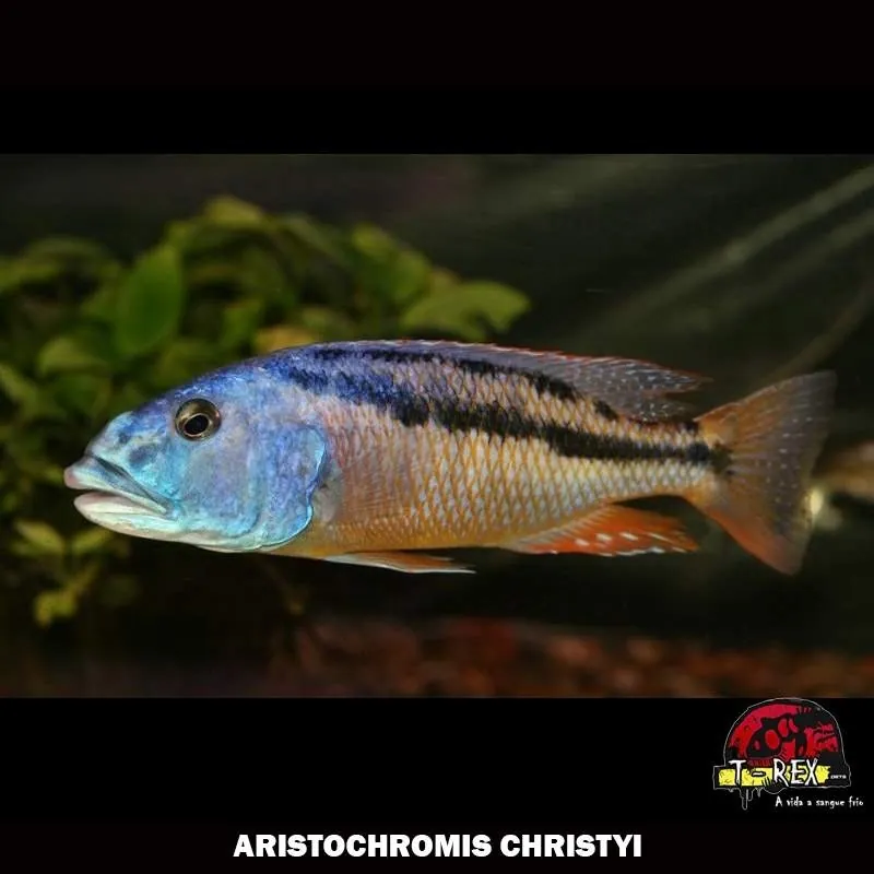 Peixe Ciclídeo ARISTOCHROMIS CHRISTYI