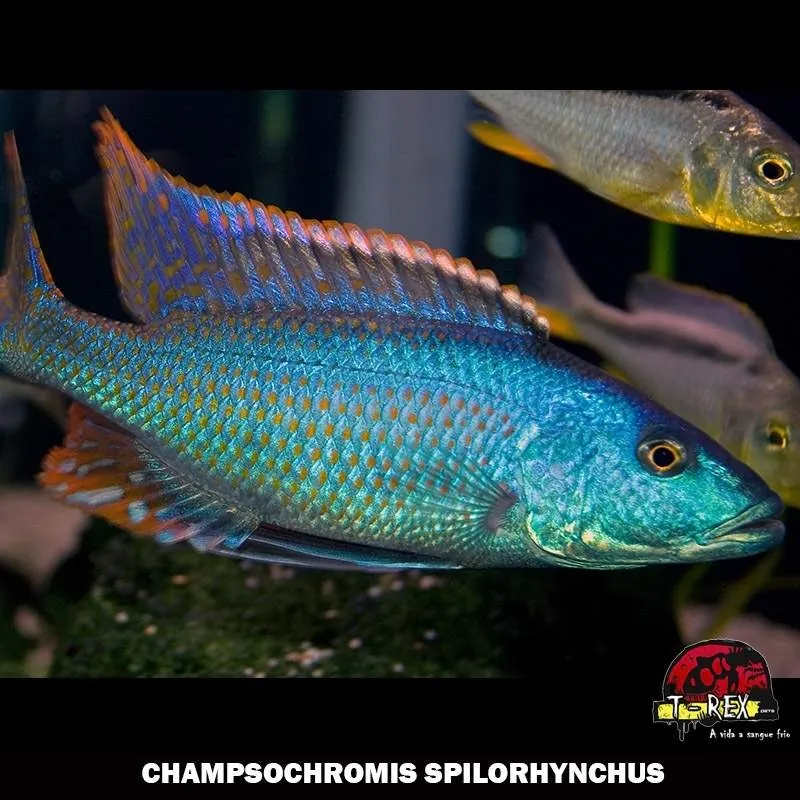 CHAMPSOCHROMIS SPILORHYNCHUS ciclídeo africano