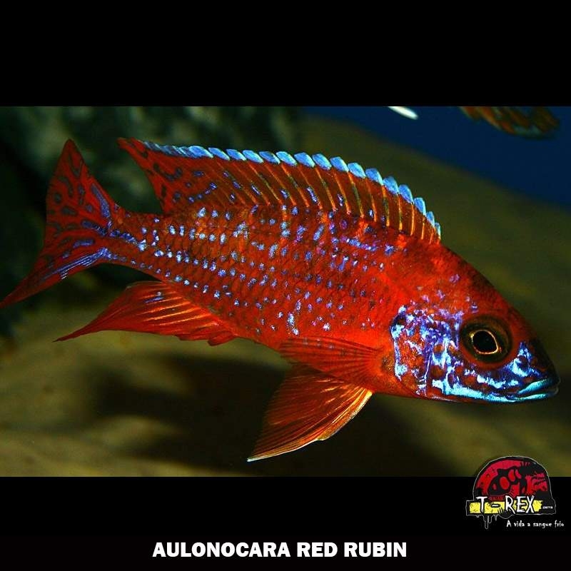 AULONOCARA RED RUBIN peixe ciclídeo africano