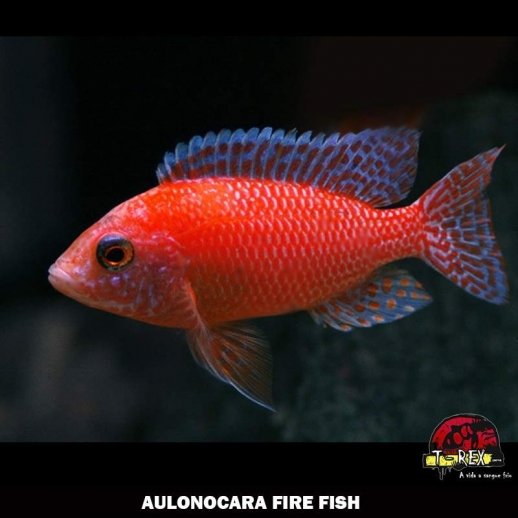 comprar AULONOCARA FIRE FISH ciclideos