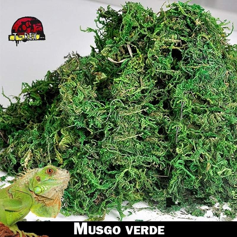Kit Musgo Vivo