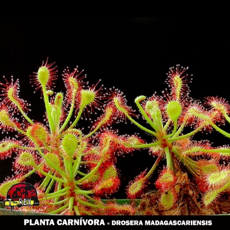 comprar drosera madagascariensis