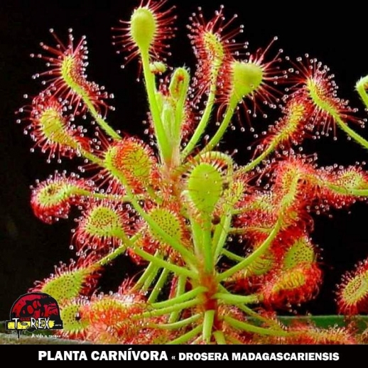 comprar mudinha de planta carnivora