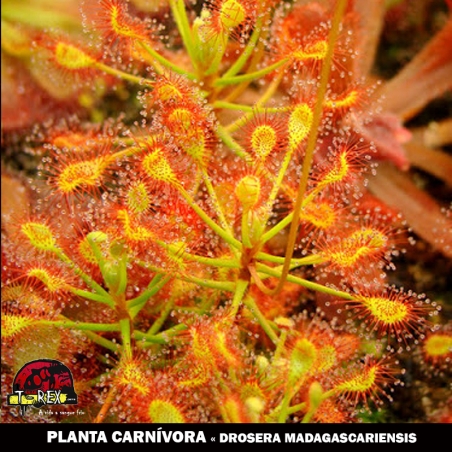 onde comprar planta carnivora