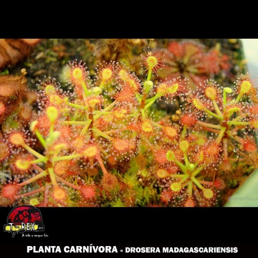 cultivando planta carnivora