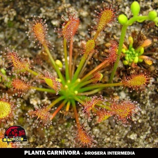 planta carnivora drosera intermedia