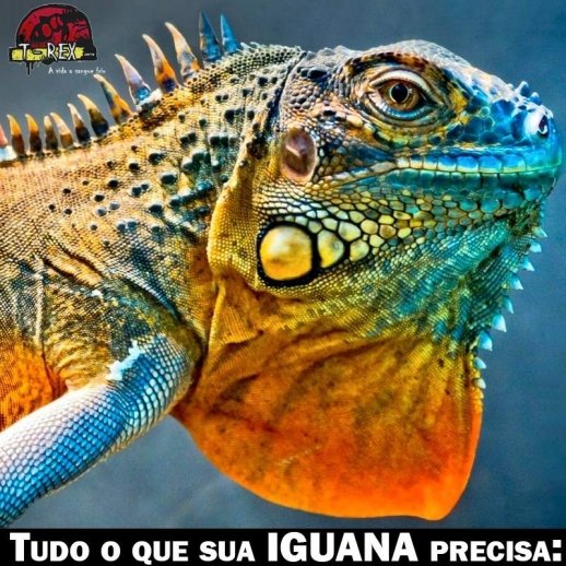 Comprar iguana terrario lampada