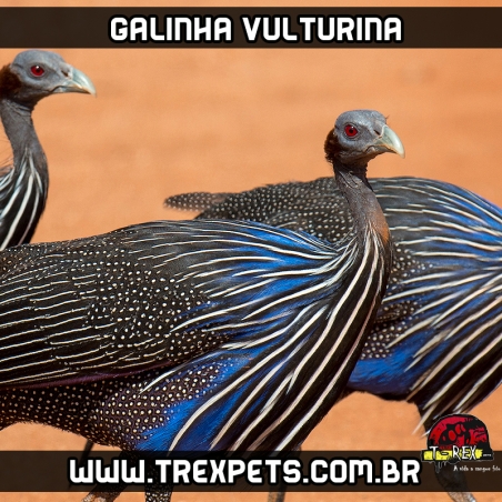 comprar galinha vulturina