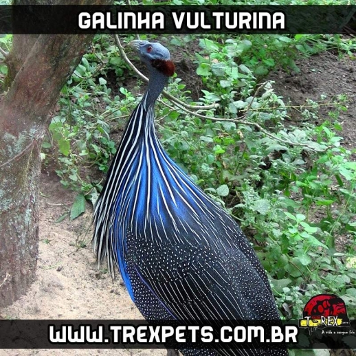 ovos galados de galinha vulturina