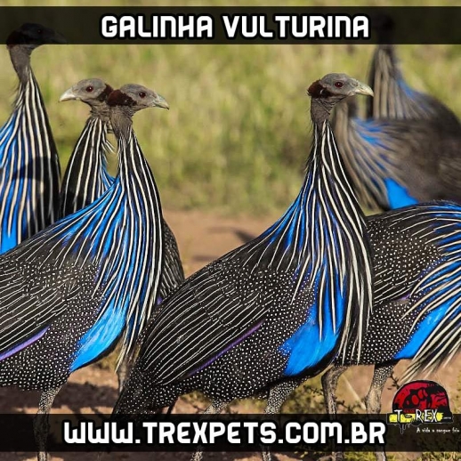 comprar ovos galinha vulturina