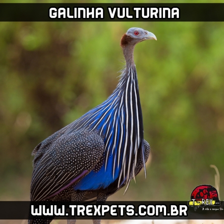 comprar filhote galinha vulturina