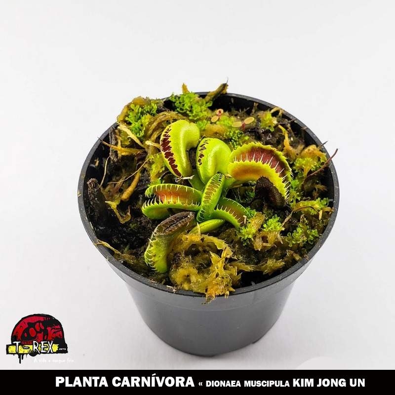 Adquira agora a Planta Carnívora Dionaea Muscipula Kim Jong un