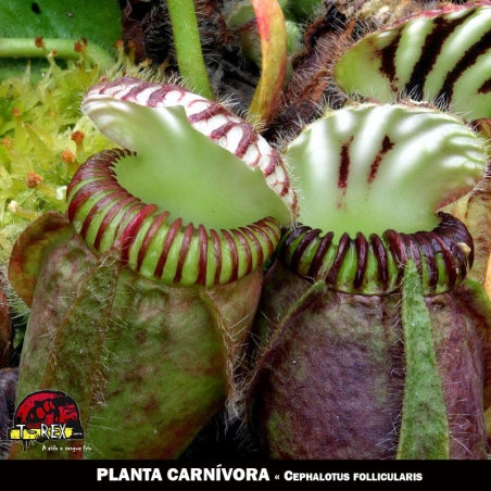 mudinha de planta carnivora