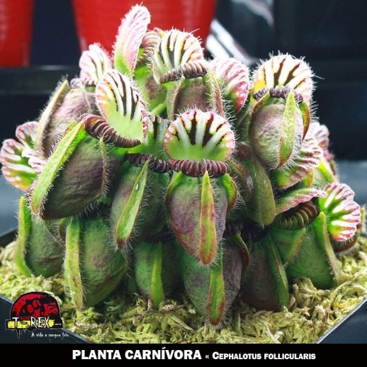 comprar uma planta carnivora