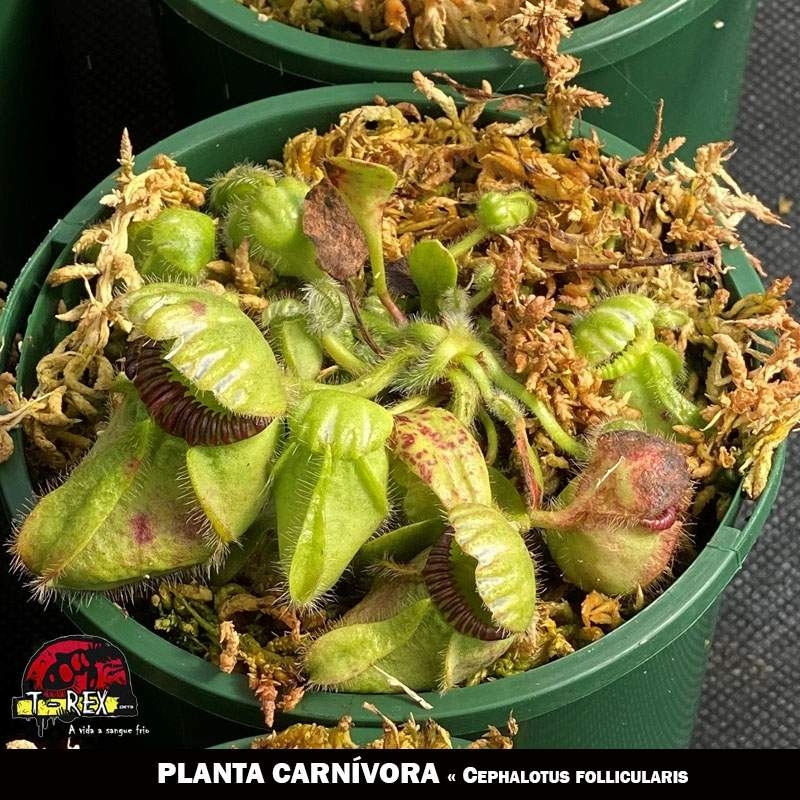Planta Carnívora - Cephalotus follicularis: Como Cuidar e Cultivar