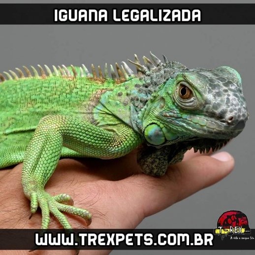 preco iguana legalizada