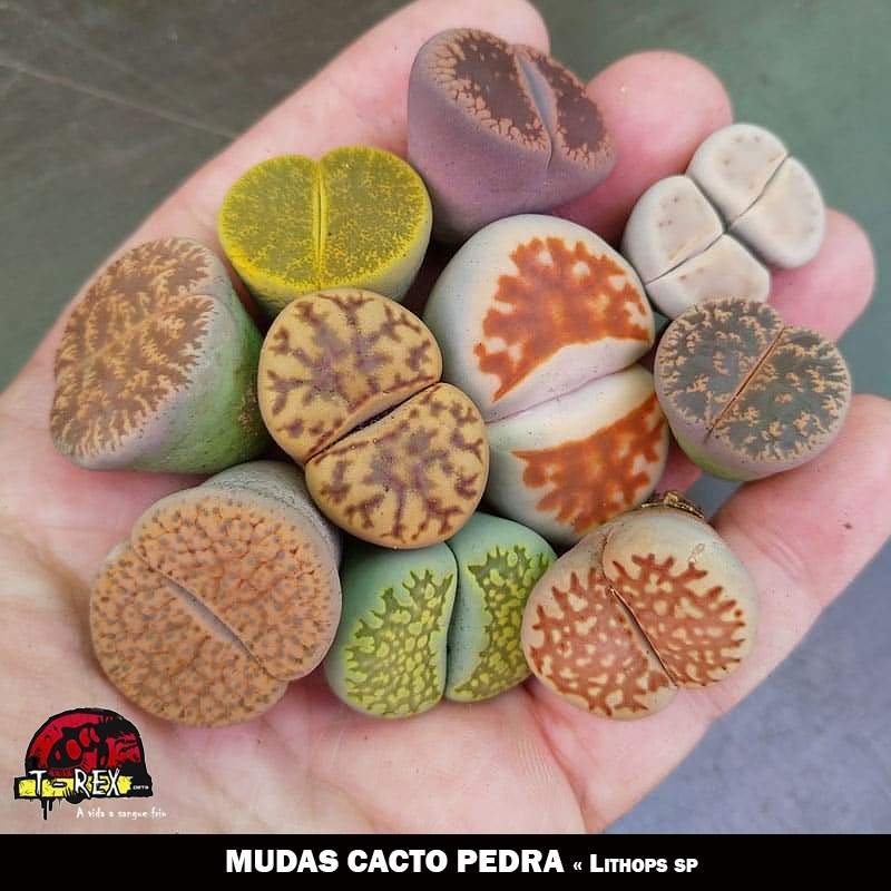 muda de lithops a venda