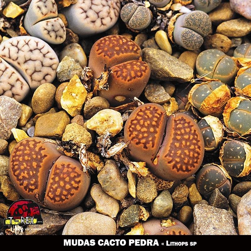 Mudas Pedras Vivas Lithops Cacto