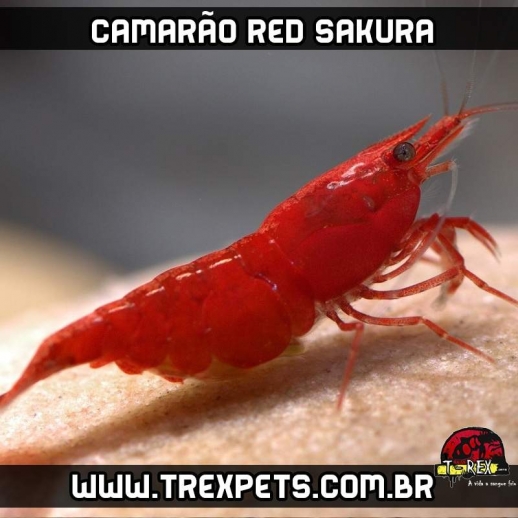 comprar camarao red sakura