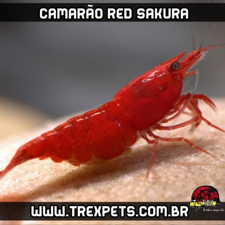 comprar camarao red sakura