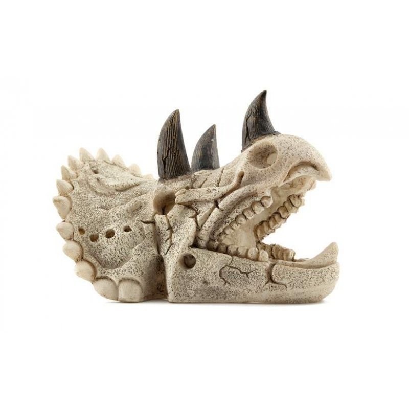 Crânio Triceratops