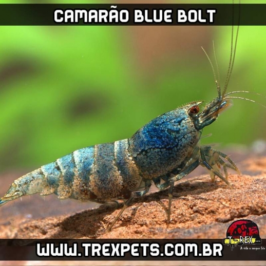 camarão de aquário blue bolt