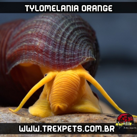 caramujo de aquario tylomelania