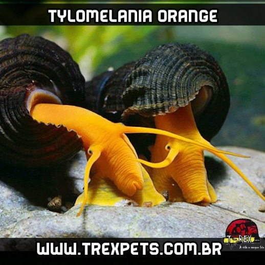 Caramujo de aquario Tylomelania