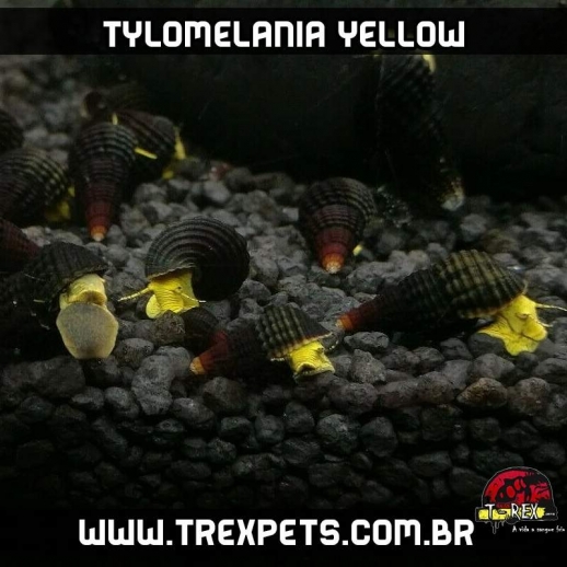 Caramujo Tylomelania aquario